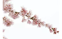 Árbol De Cerezo Japones Yoshino Blanco + Regalo