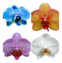  Kit 5 Mudas De  Orquidea Phalaenopsis Lindas Promocao