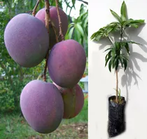 Planta De Mango Tommy Venta Los Arboles Frutales En Ecuador