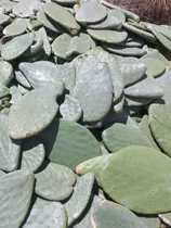 20 Raquetas De Nopal Para Plantar