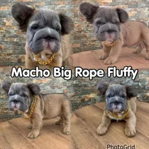 Bulldog Francés Fluffy, Big Rope
