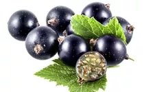 10 Sementes Groselha Negra Ribes Nigrum Cassis Fruta P/ Muda