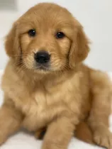 Cachorros Golden Retriever Fotos Reales