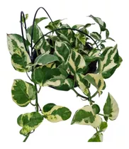 Jibóia Njoy Epipremnum Aureum Njoy Planta Vs 10 Variegata