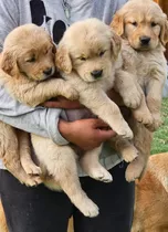 Golden Retriever Puros 