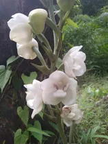 Peristeria Elata(flor Del Espíritu Santo.plantones)