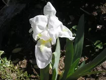 Planta Lirio Blanco Para Dientes Bebe