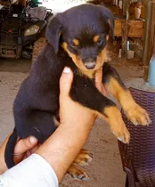 Rottweiler Cachorros. Entrega En Todo Costa Rica*