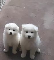 Cachorros Samoyedo Puros