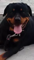 Lindos Filhotes Rottweiler