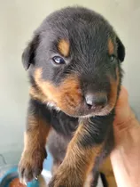 Vendo Cachorros Rottweiler