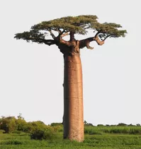 Árbol Baobab Únicos En México 2 Mts De Altura