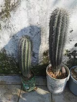 Cactus Grande Con Maceta 