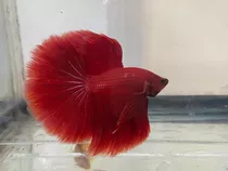 Bettas Media Lunas