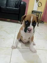 Cachorro Boxer Macho Leonado Flahs 