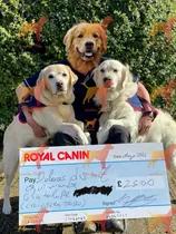 Cachorros Golden Puros Y Hermosos - Criadero Tribu