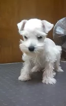 Cachorros Schnauzer Mini