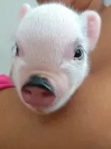 Minipig Cerditos