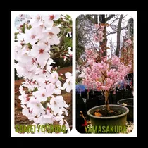 2 Variedades De Cerezo Yoshino Y Yamasakura Plantas De 40 Cm