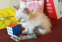 Gato Gatita Ragdoll Hembrita !! - N0 Persa Himalayo Birmania