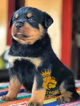 Cachorro Rottweiler 010