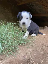 Cachorros Border Collie Puros 