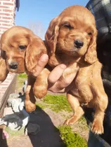 Cachorros Cocker Puros  Machos Dorados Levanta 