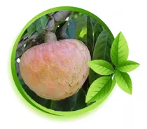 1 Muda Da Fruta Condessa (legítima), Produz Logo, Gardenmg