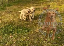 Labrador Cachorros Puros Y Robustos, Estamos En La Plata--