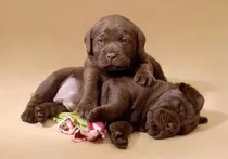 Cachorros Labradores Retriever Chocolate Con Pedrigre