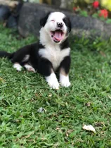 Cachorros De Border Collie Puros Vacunados Y Desparasitados