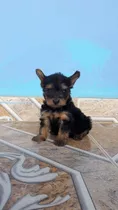 Cachorro Yorkshire Terrier Macho 