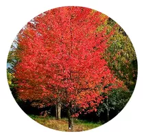 Maple Canadiense Rojo, Acer Rubrum 1.50 M. Aprox.   