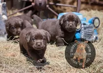 Cachorras Labrador Chocolate 100% Premium, Preciosas ()