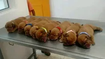 Cachorros Dogos De Burdeos, Con Pedigree Plan De Vacunación 