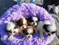 Hermoso Shihtzu Hembra 2 Meses