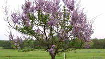  Kiri -paulownia Imperial 600 Semillas Por Sobre !