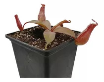 Planta  Carnívora Nepenthes Bloody Mary  El Rey