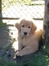 Cachorros Golden Retriever Del Criadero Mas Buscado De Argen