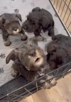 Hermosos Cachorros Schnauzer Mini Toy Salpimienta