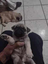 Filhote De Pug Macho Entrego Em Sp Capital E Regiões Próxima