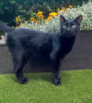 Gato Negro De 4 Años En Adopción Responsable