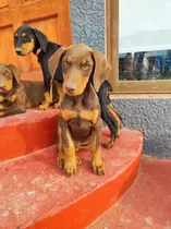 Cachorros Doberman Aleman