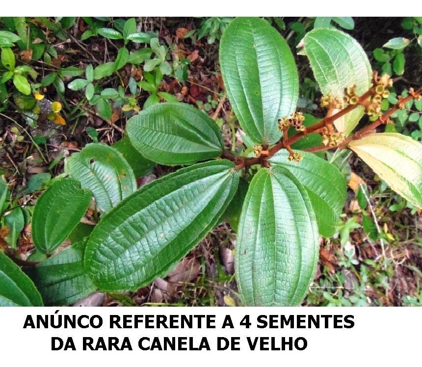 Oferta 4 Sementes De Canela De Velho Miconia Albicans R 36 00