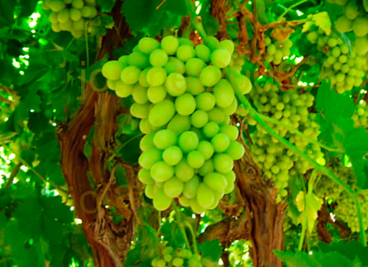 Mudas de uvas onde comprar