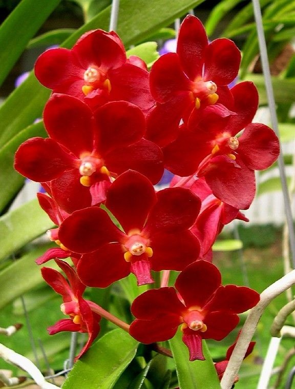 05 Orquídeas Vandas Coloridas + Brindes 1 Vanda 1 Enraizador - R ...