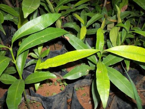 05 Sementes Da Rara Fruta Achachairu Boliviano Promoçao 05 Sementes Da Rara Fruta Achachairu Boliviano Promoçao