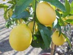 Planta De Lima Limon Planta De Lima Limon