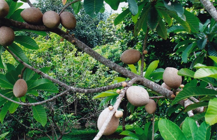 1 Arbol De Zapote Mamey Injertos Frutales Arbolitos