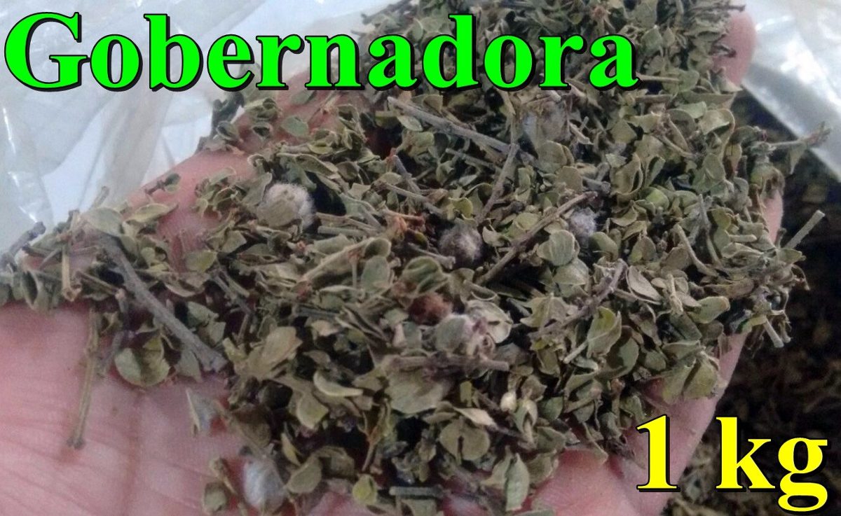 1 Kg De Gobernadora Organica Deshidratada Planta Seca 165 00